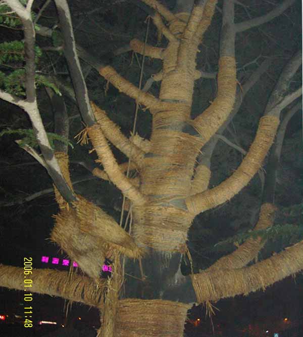 莱西市60多吨百年老树吊装运输